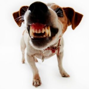 Hund zeigt zähne